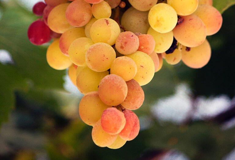 El mercado del vino español