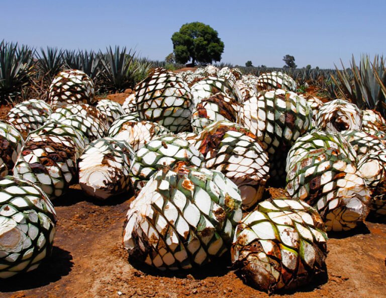 Tequila Ocho: Innovación en la Tradición Tequilera 100% Agave