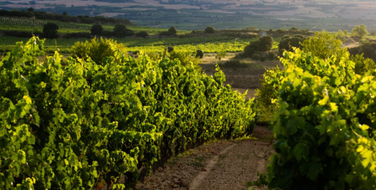 De ruta por la Rioja en 4 días