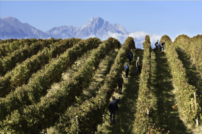 El Modelo Abruzzo: Revolución en los Vinos DOC y DOCG