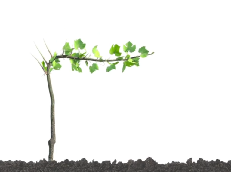 Cuatro nuevas variedades para los vinos franceses