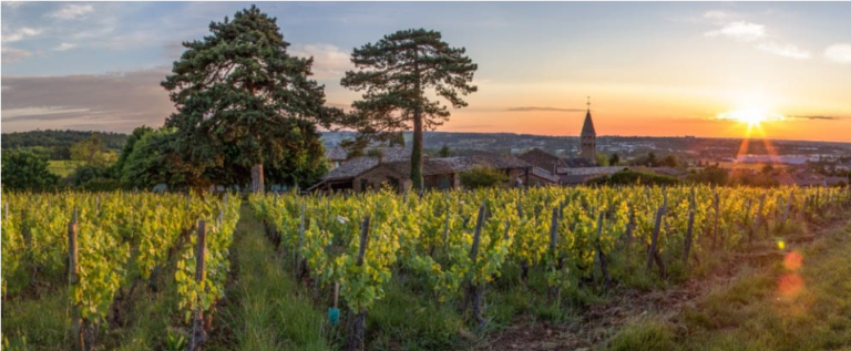 Los Primeros Premier Cru de Pouilly-Loché y Pouilly-Vinzelles, Un Hito Histórico