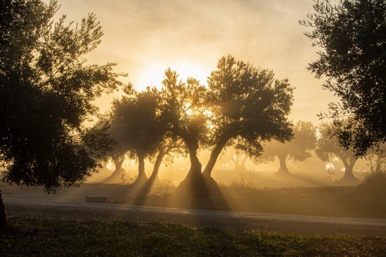 Oleoturismo España, el viaje más sabroso entre olivos centenarios