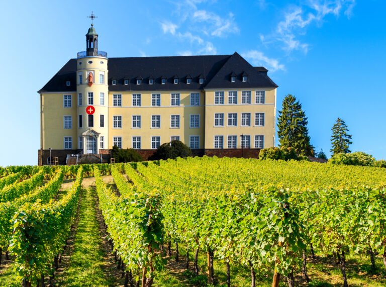 Las viñas de hospital, cuando la salud entra por la copa