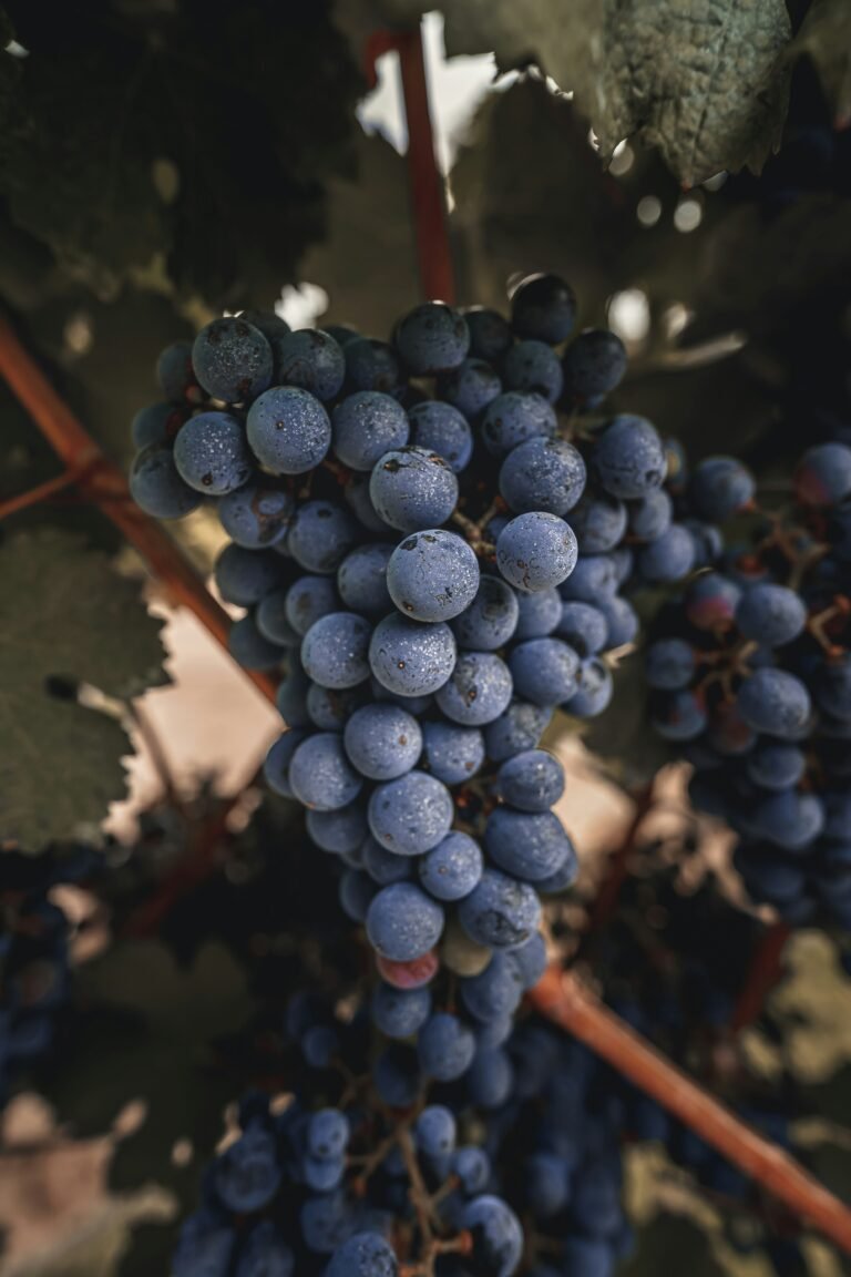 El Merlot, el primo incomprendido de la Cabernet